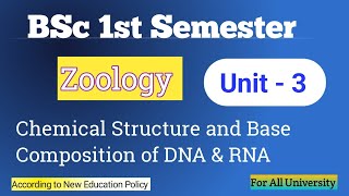 Chemical Structure amp Base Composition of DNA amp RNA  BSc 1st Semester Zoology Unit  3 [upl. by Bailie549]