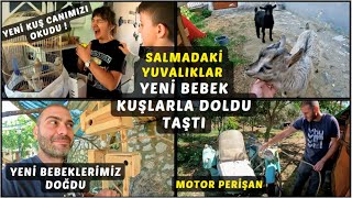 O KADAR MÄ°NÄ°KLER KÄ°  YENÄ° BEBE KUÅLARIMIZ DOÄDU  DÄ°ÅÄ° KUÅLAR ALDIM  RUS MOTORUMUZA YAZ TEMÄ°ZLÄ°ÄÄ° [upl. by Weinhardt]