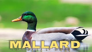 Mallard sound wild duck call [upl. by Eiznikcm473]