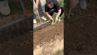 A good tool for planting onions easily and quickly [upl. by Lebazej]