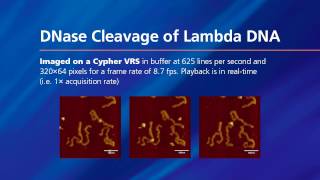 DNase Cleavage of Lambda DNA [upl. by Ttevi]