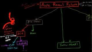 Pathophysiology of Acute Renal Failure [upl. by Ahsikad]