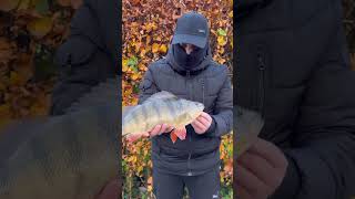 Encore un BEAU poisson de Meuse fish fishing fishingvideo perch big youtubeshorts youtube [upl. by Llerehs660]