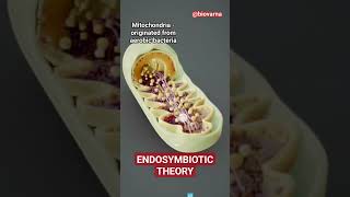 Endosymbiotic theory for origin of Mitochondria and Chloroplast neet semiautonomousorganelle [upl. by Sorrows]