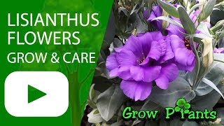 Lisianthus flower  grow amp care Eustoma Amazing cutflower [upl. by Close]