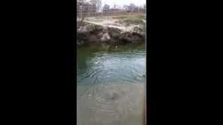 Trout Fishing  Spring 2012  ontario river [upl. by Soule]