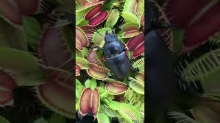 Monster Beetle roaming over Venus Flytrap  Venus Flytrap Ghazian Eye Naturalist [upl. by Uttasta]