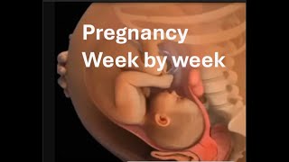 Pregnancy development Weekbyweek [upl. by Eillah]