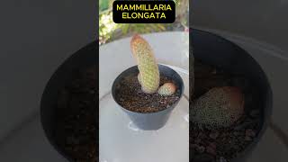 MAMMILLARIA ELONGATA Shorts 1499 plants succulents cactus [upl. by Ardnael971]