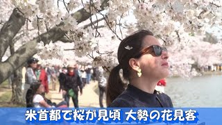 米首都で桜が見頃、大勢の花見客（2022年3月撮影） [upl. by Htebazil]