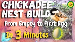 Black Capped Chickadee Nest Build  IN 3 MINUTES  From Empty to First Egg [upl. by Anaili]