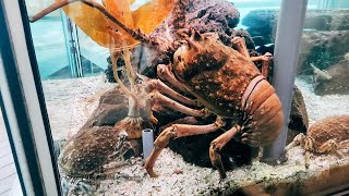 Best Guide To Cabrillo Marine Aquarium San Pedro California [upl. by Kimbra]