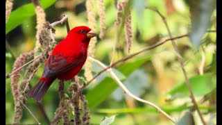 COLORS In The BIRD WORLD [upl. by Darryl]