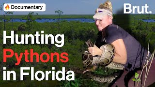 Hunting Pythons in Florida [upl. by Atnoid]