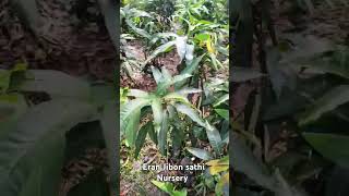 howtoeranjibonsathinursery how to Miyazaki mango plants all india online home delivery available [upl. by Faith]