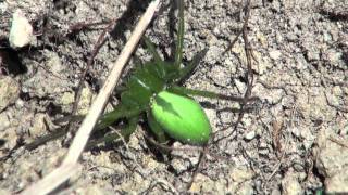 Araignée VerteMicrommata virescens [upl. by Kalasky]