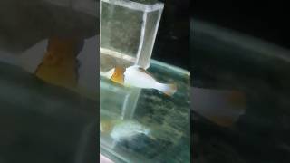 Bicolor parrotfish 🐠 subscribe trending fish aquarium fishing fish fyp [upl. by Chiou]