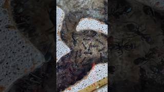 Meat ant colony update  Iridomyrmex Purpureus shorts antkeeping [upl. by Ahseuqal917]