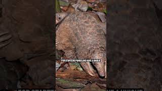 Interesting Facts about Pangolin [upl. by Aehta]