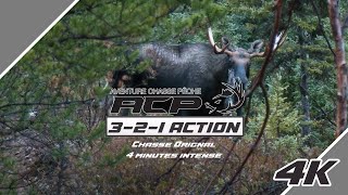 3 2 1 Action  Chasse Orignal 4 minutes intense chasseorignal [upl. by Barbie66]