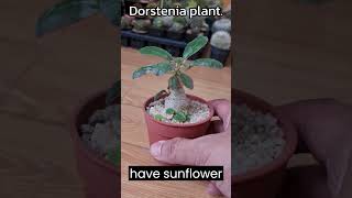 How to Grow and Care for Dorstenia Plant [upl. by Aehtrod]