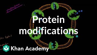 Protein modifications  Biomolecules  MCAT  Khan Academy [upl. by Anneiv408]