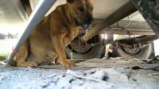 Rescuing a stray pregnant dog  Rehabilitation by Marilyn video by Eldad Hagar love [upl. by Aicsile]