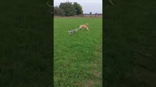 Broholmer vs Whippet 😅 Broholmer whippet spaß [upl. by Ardnasil]