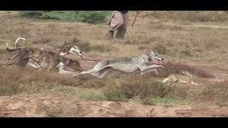 Greyhound rabbit hunting  New season  wild animals videos [upl. by Isawk]