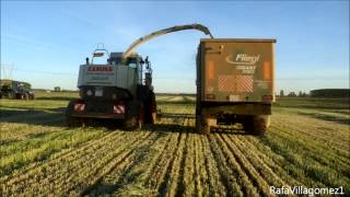 Ensilaje 2014Grass Silage 2014 NH T7550  Claas Jaguar 890  HD [upl. by Ylevol]