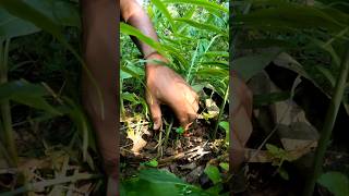 Ginger harvest adrak farminggardenvillagefarmingshortsyoutubevideo [upl. by Notlil]