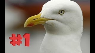 SEAGULLS SQUAWKING COMPILATION 1 [upl. by Eceinart124]