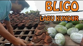 PANEN BUAH BLIGO DIATAP RUMAH [upl. by Eras]