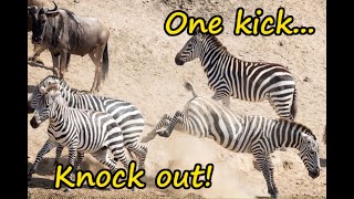 Zebra knocks out wildebeest with a single kick [upl. by Maisie419]