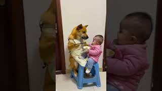 The dog takes care of the babys food drink and litter at homefunnythe cutest dogdogdog takes car [upl. by Behl889]