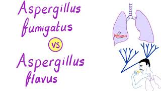 Aspergillus fumigatus VS Aspergillus flavus  Microbiology [upl. by Charpentier]