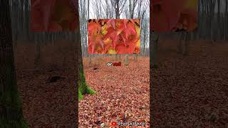 Why Do Trees Shed Their Leaves facts shorts [upl. by Brandwein223]