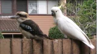 Cockatoo teasing Kookaburra [upl. by Ruttger62]