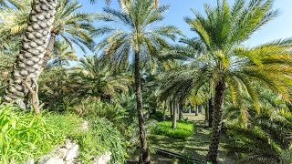 Date palm plantation in Misfat al Abryeen in Oman [upl. by Bogoch]