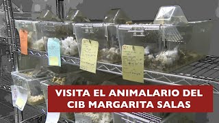 Bienvenidoa al animalario del CIB Margarita Salas [upl. by Sanfo]