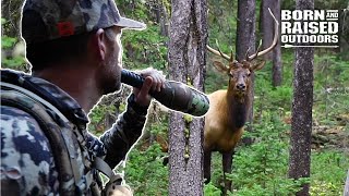 ELK Calling Tips From A WORLD CHAMPION [upl. by Aicac823]