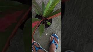 anthurium foliage garden tanamanhias flowers fyp everyone [upl. by Katherina575]