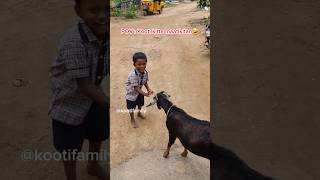 Kooti kitta mattikitan nilan🤣 kootifamily goats babygoats funnygoats tamil funnyvideos [upl. by Venita740]