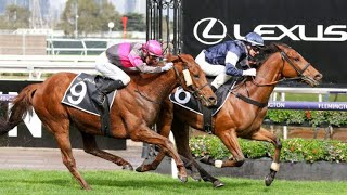 POINT KING going into Melbourne Cup 2024 after winning the G3 Lexus Archer Stakes [upl. by Htiaf190]