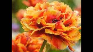 Orange Carnations represent Desire and Fascination [upl. by Zashin]