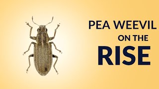 Pea Weevil on the Rise [upl. by Auehsoj]