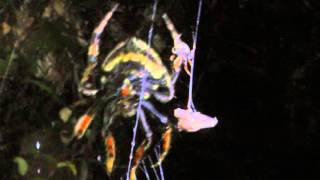 Wild Borneo  At Night Spider vs Bat [upl. by Broeker]