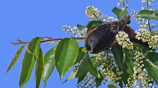 Icterus spurius ORCHARD ORIOLE male foraging gets caterpillar 9087359 [upl. by Beauregard338]