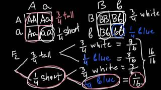 How to Solve Genetics Problems using Fork line method [upl. by Hastings]