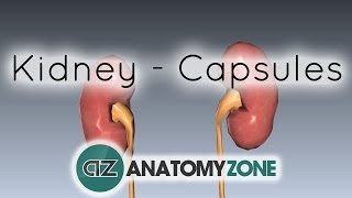 Capsules of the Kidney  Anatomy Tutorial [upl. by Seen398]